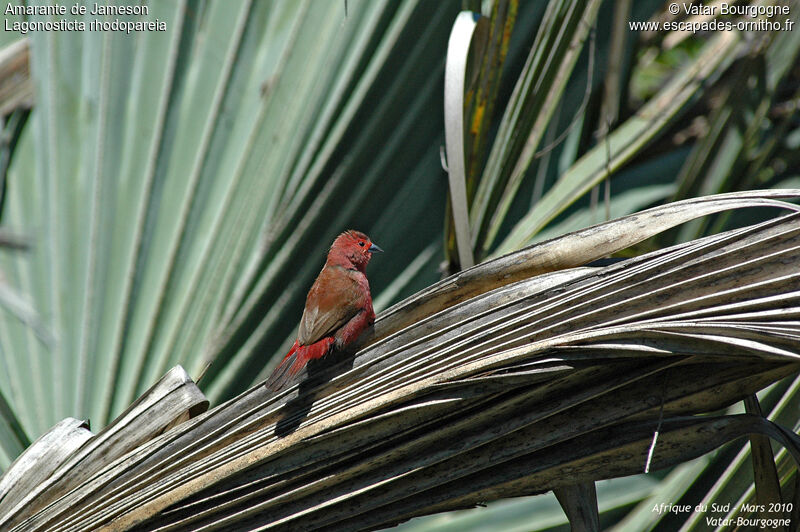 Jameson's Firefinch