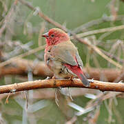 Red-billed Firefinch