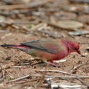 Red-billed Firefinch