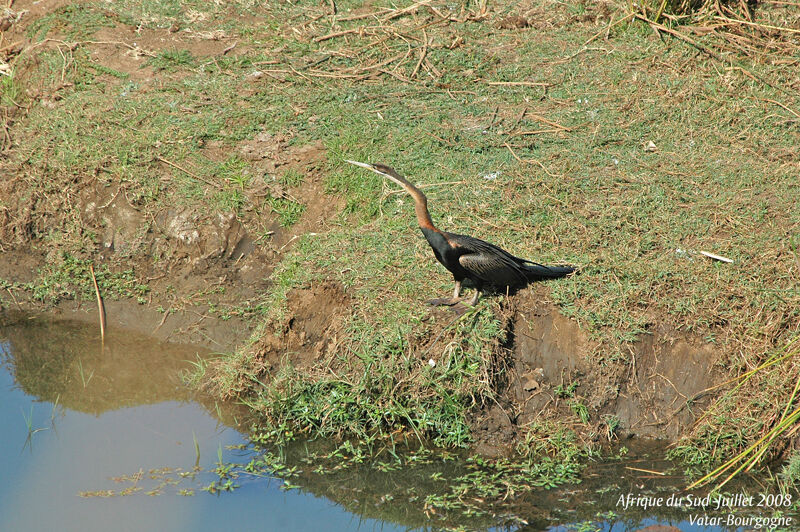 Anhinga roux