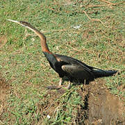 Anhinga roux