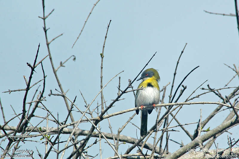 Apalis à gorge jaune