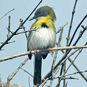 Yellow-breasted Apalis