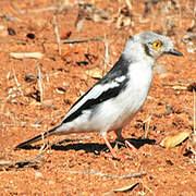 White-crested Helmetshrike