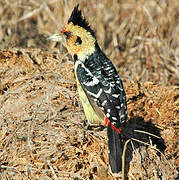 Crested Barbet