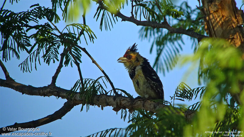 Crested Barbet