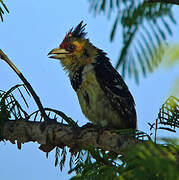 Crested Barbet