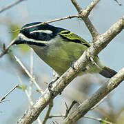 Yellow-rumped Tinkerbird