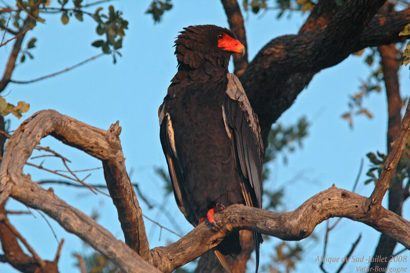 Bateleur des savanes