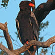 Bateleur des savanes