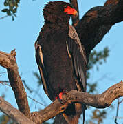 Bateleur des savanes