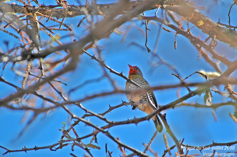 Green-winged Pytilia