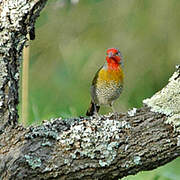 Green-winged Pytilia