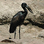 African Openbill