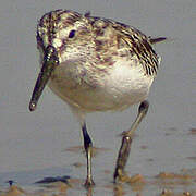 Broad-billed Sandpiper