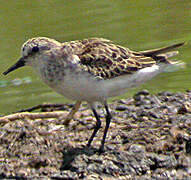 Little Stint