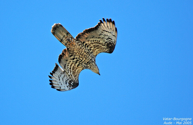 European Honey Buzzard