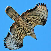 European Honey Buzzard