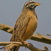 Cinnamon-breasted Bunting