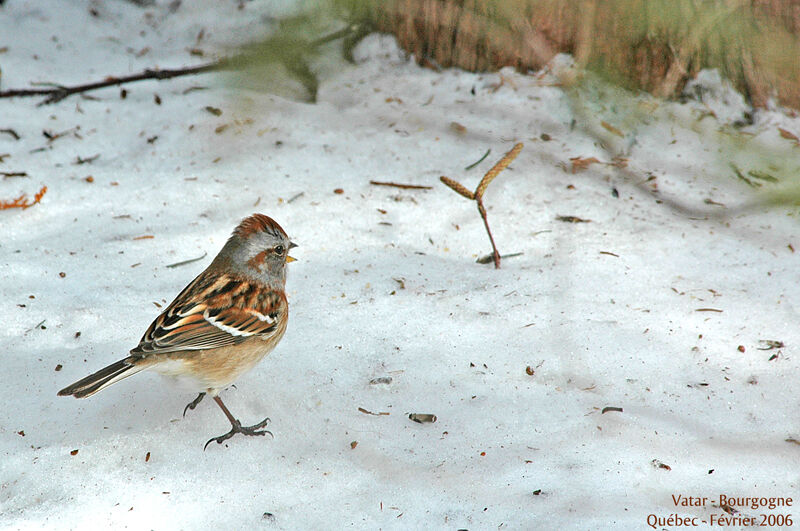 American Tree Sparrow