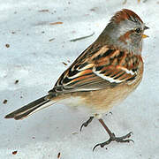 American Tree Sparrow