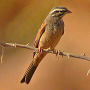 Striolated Bunting