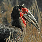 Southern Ground Hornbill