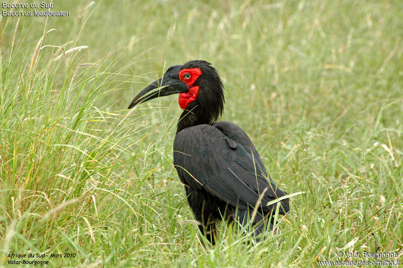 Southern Ground Hornbill