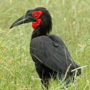 Southern Ground Hornbill