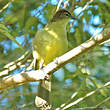 Bulbul à poitrine jaune