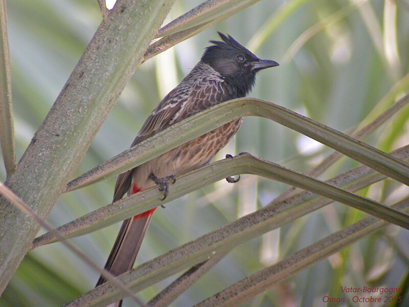 Bulbul à ventre rouge