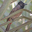 Bulbul à ventre rouge