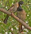 Bulbul d'Arabie