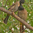 Bulbul d'Arabie