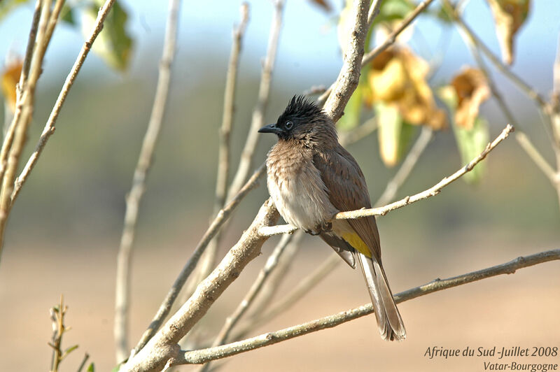 Bulbul tricolore