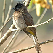 Dark-capped Bulbul