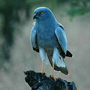 Montagu's Harrier