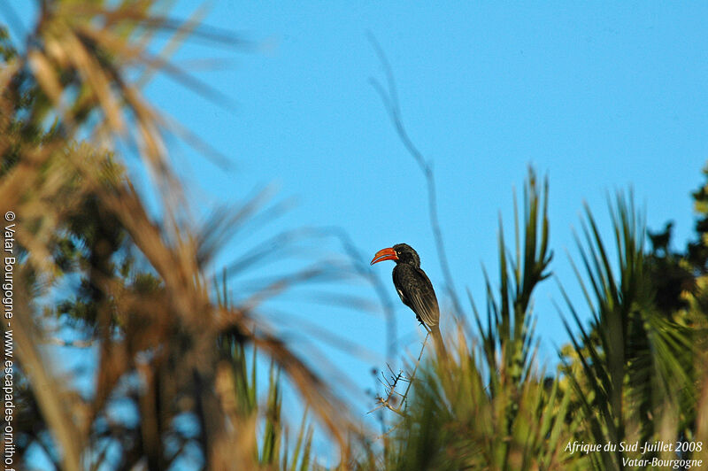 Crowned Hornbill