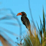 Crowned Hornbill