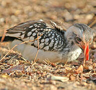 Southern Red-billed Hornbill