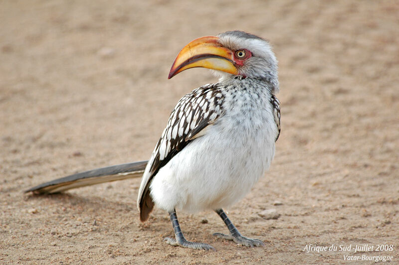 Southern Yellow-billed Hornbill