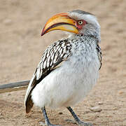 Southern Yellow-billed Hornbill