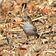 Stierling's Wren-Warbler