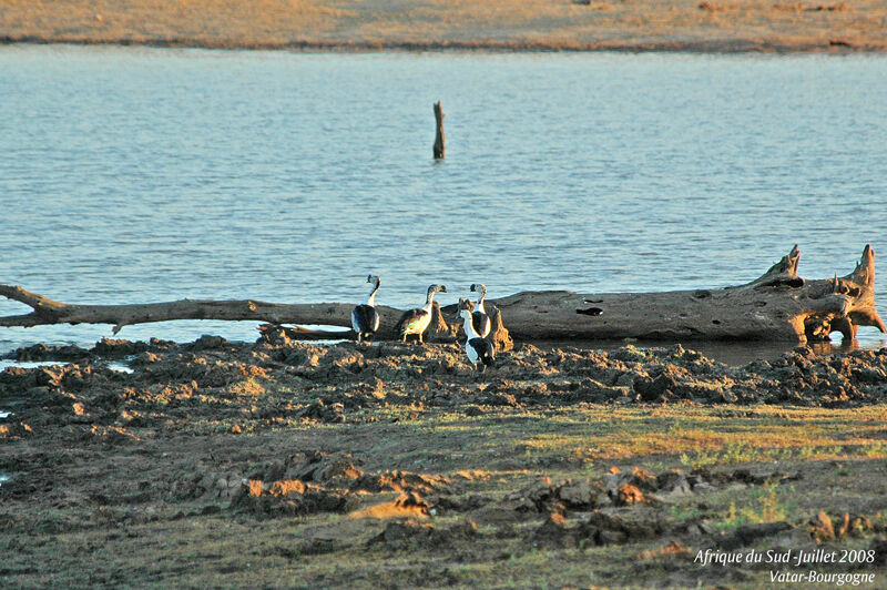 Knob-billed Duck