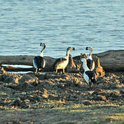 Knob-billed Duck