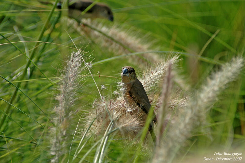 African Silverbill