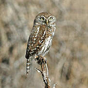 Pearl-spotted Owlet