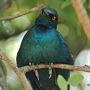 Cape Starling