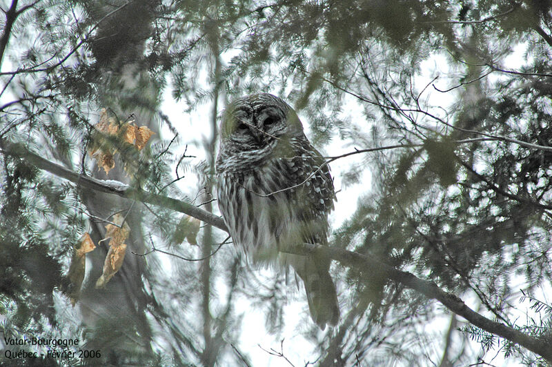 Barred Owl