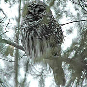 Barred Owl